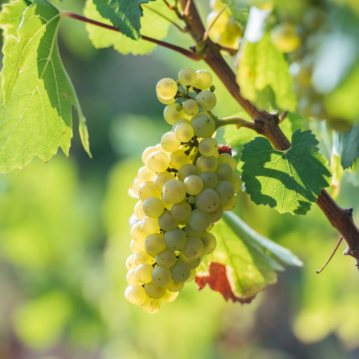 Muscadet Wine Region Explore the Western Loire Valley