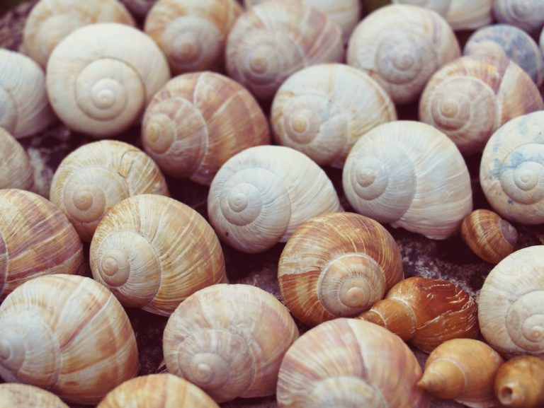 Why are Snails Food in France? Food+Wine Tourism
