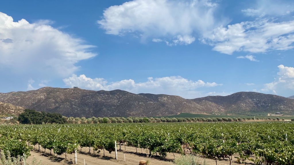 7 Valle de Guadalupe Wineries with Amazing Restaurants